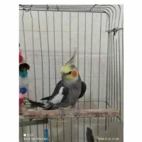 فروش عروس نرماده