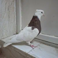 کبوتر طوقی|پرنده|برخوار, |دیوار