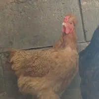 دو عدد مرغ