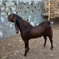 کاموری|حیوانات مزرعه|بندر کنگان, |دیوار