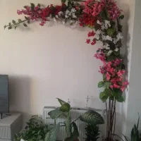درختچه گل کاغذی