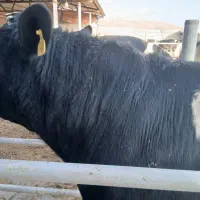 گوساله نر صنعتی
