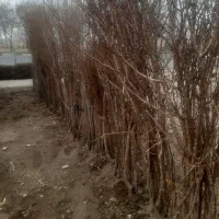 باغبانی کاشت نهال|خدمات باغبانی و درختکاری|قزوین, |دیوار