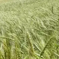 گندم بذری، آذر دو