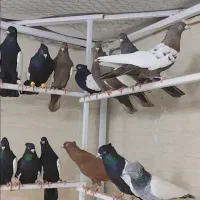 پرنده فروشی