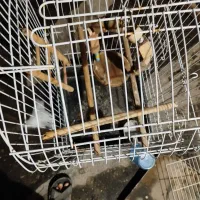 قفس|لوازم جانبی حیوانات|نیشابور, سرآب کوشک|دیوار