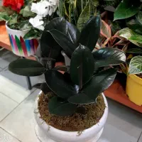 بنسای جنسینگ/بنسای فیکوس/گل آپارتمانی گیاه