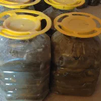 خیارشور خانگی ترد و خوشمزه کاملا بهداشتی|خوردنی و آشامیدنی|بلداجی, |دیوار