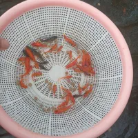 ماهی قرمز عید عمده تبریز