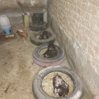 تخم مرغ نطفه دار|حیوانات مزرعه|یزد, |دیوار