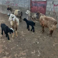فروش چهار راس میش بره دار