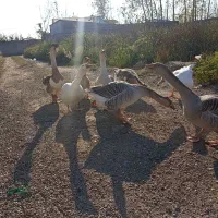 قوغاز و غاز محلی|حیوانات مزرعه|رشت, شهرک صنعتی|دیوار