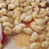 مرغ|حیوانات مزرعه|شیراز, گلکوب|دیوار