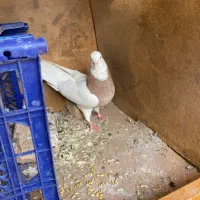 طوقی زرد نر