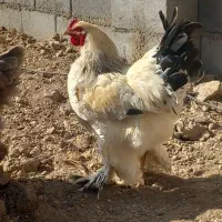 مرغ و خروس  برهما هیکلی