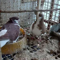 کبوتر رنگی|پرنده|شوشتر, |دیوار