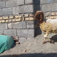 بره|حیوانات مزرعه|کهنوج, |دیوار