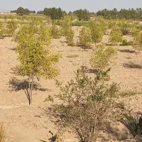 معاوضه ۲۶۰۰مترباغ بایک ساعت و بیست دقیقه اب|فروش خانه و ویلا|خوسف, |دیوار