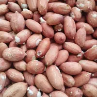 بادام زمینی شمال|خوردنی و آشامیدنی|اسلام‌شهر, شهرک قائمیه|دیوار
