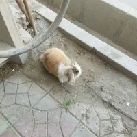 خرگوش پیدا شده
