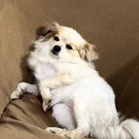 سگ گمشده|سگ|کرج, شاهین‌ویلا|دیوار