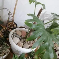گل اپارتمانی|گل و گیاه طبیعی|چهاردانگه (تهران), |دیوار