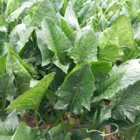 اسفناج هلندی درجه ۱