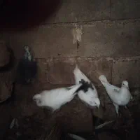 کبوتر|پرنده|اندیکا, |دیوار