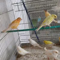 قناری|پرنده|شاهین‌شهر, شهرک هشت بهشت|دیوار