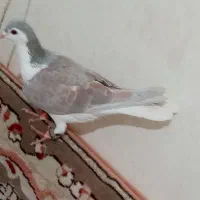 ساده لایی نر عطیقه تبعیدی سیدشب