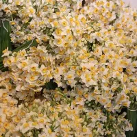 گل نرگس|گل و گیاه طبیعی|مشهد, شهرک بهارستان|دیوار