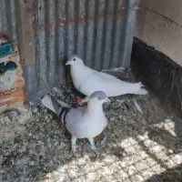 کفتر ساده لایی