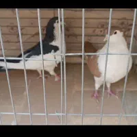 کبوتر چپ دم و راست دم|پرنده|یزد, |دیوار