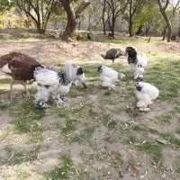 فروش برهما لایت|حیوانات مزرعه|آذرشهر, |دیوار