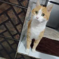 گربه
