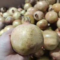 انار رامهرمز مخصوص فقط رب انار