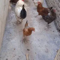 فروش خروس و مرغ