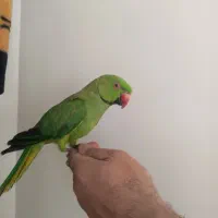 طوطی ملنگوی نر 16ماهه اهلی|پرنده|سهند, |دیوار