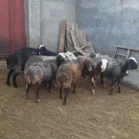 ۸تا میش جوان و سنگین|حیوانات مزرعه|بروجرد, |دیوار