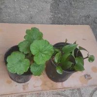 گلهای طبیعی|گل و گیاه طبیعی|شیروان (خراسان), |دیوار