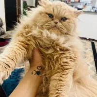 گربه پرشین|گربه|یاسوج, |دیوار