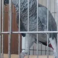 کاسکو نر مولد جوجه داده