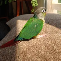 طوطی گرینچک دستی سرلاکی|پرنده|کیش, |دیوار
