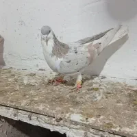 کبوتر هفترنگ