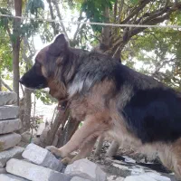 واگذاری سگ ژرمن اصلی واکسن زده|سگ|سبزوار, قاضی زاد|دیوار