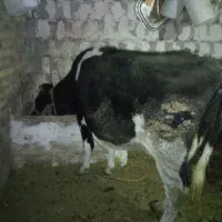 گاو ابستن ۷ماهه|حیوانات مزرعه|صومای برادوست, |دیوار