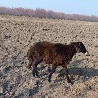 دو عدد بره یکی نر ویکی ماده