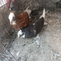 کبوتر رودان|پرنده|میناب, |دیوار