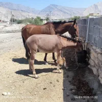 مادیان با کره قاطر نر|اسب و تجهیزات اسب‌سواری|ایذه, |دیوار