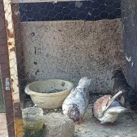 کفتر
